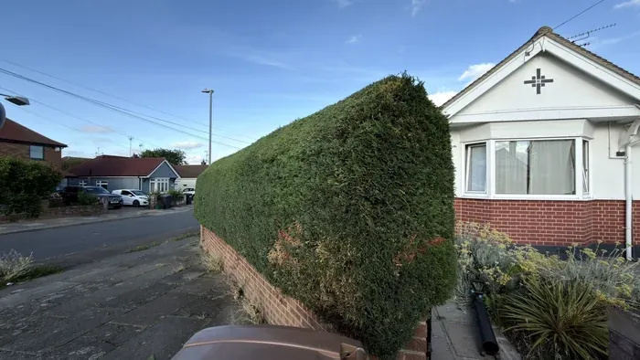 Long evergreen hedge after trimming