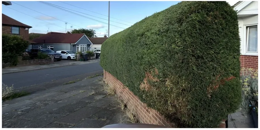 Long front hedge after trimming into a neater shape