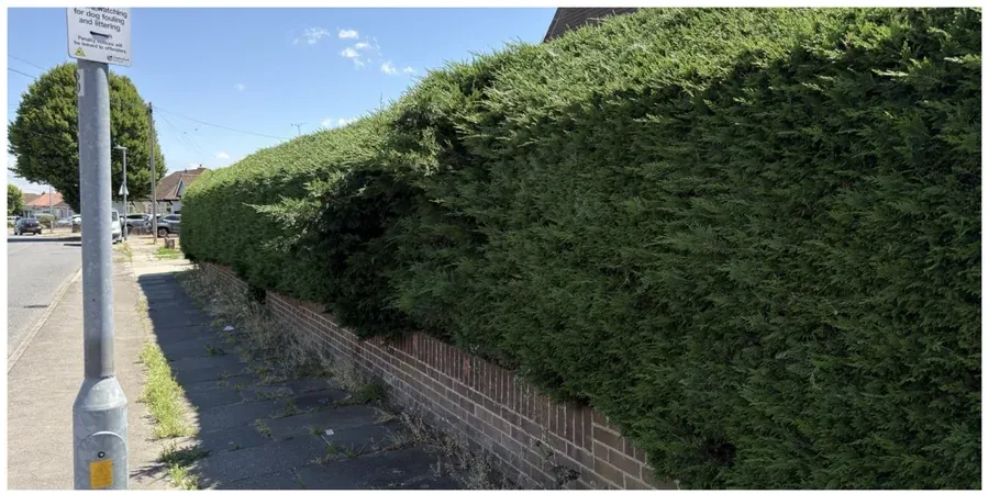 Long front hedge before trimming
