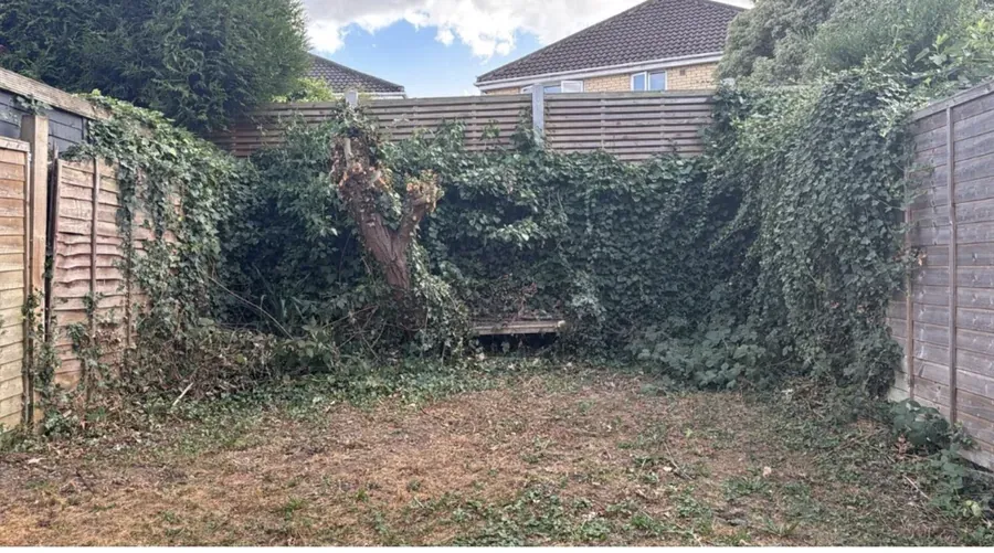 Back garden with ivy and overgrowth before clearance
