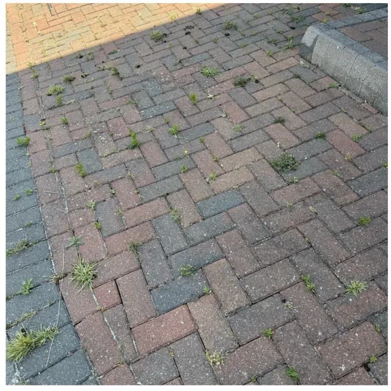Block paving with weeds growing through the joints