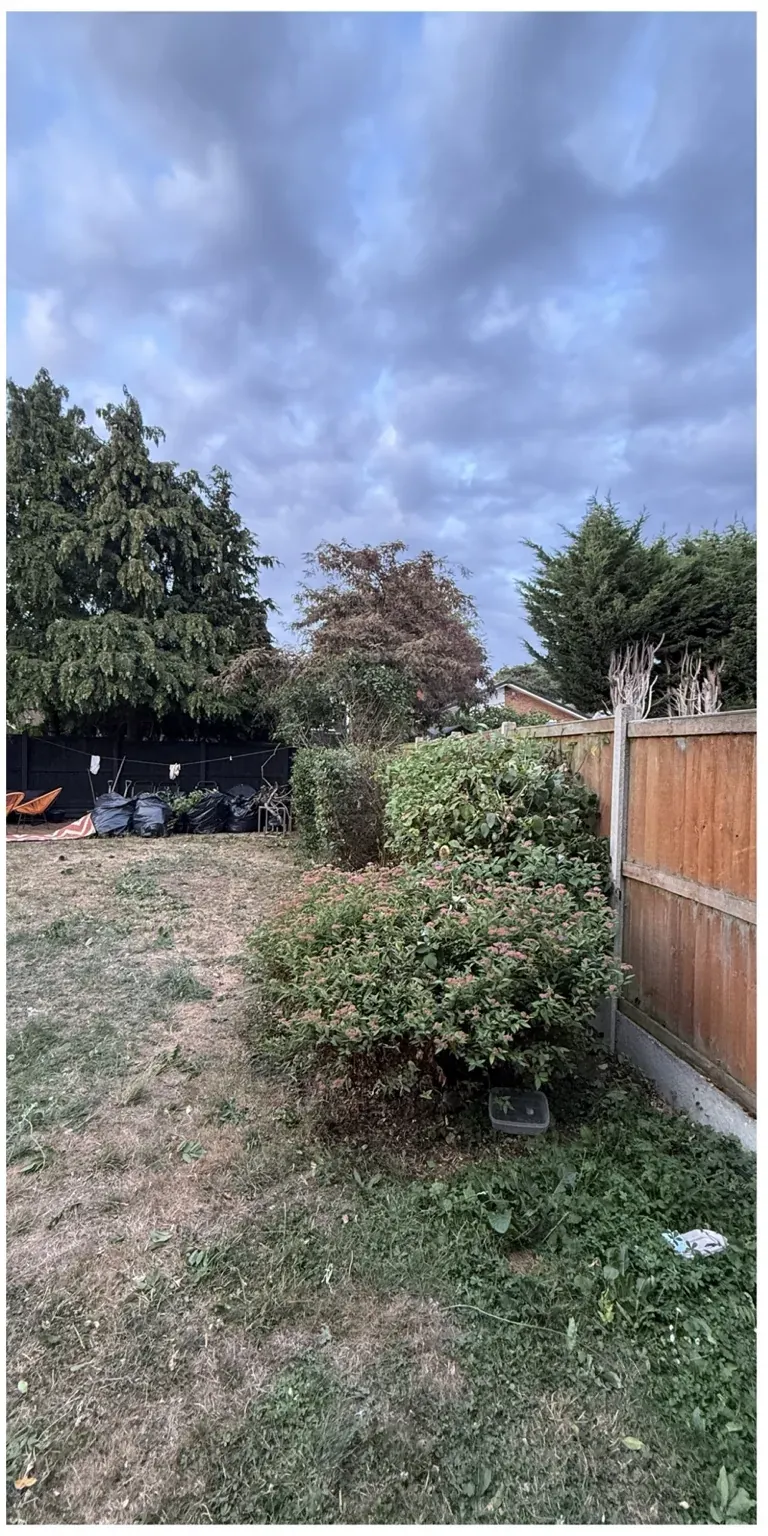 Garden shrubs after cutting back and tidying