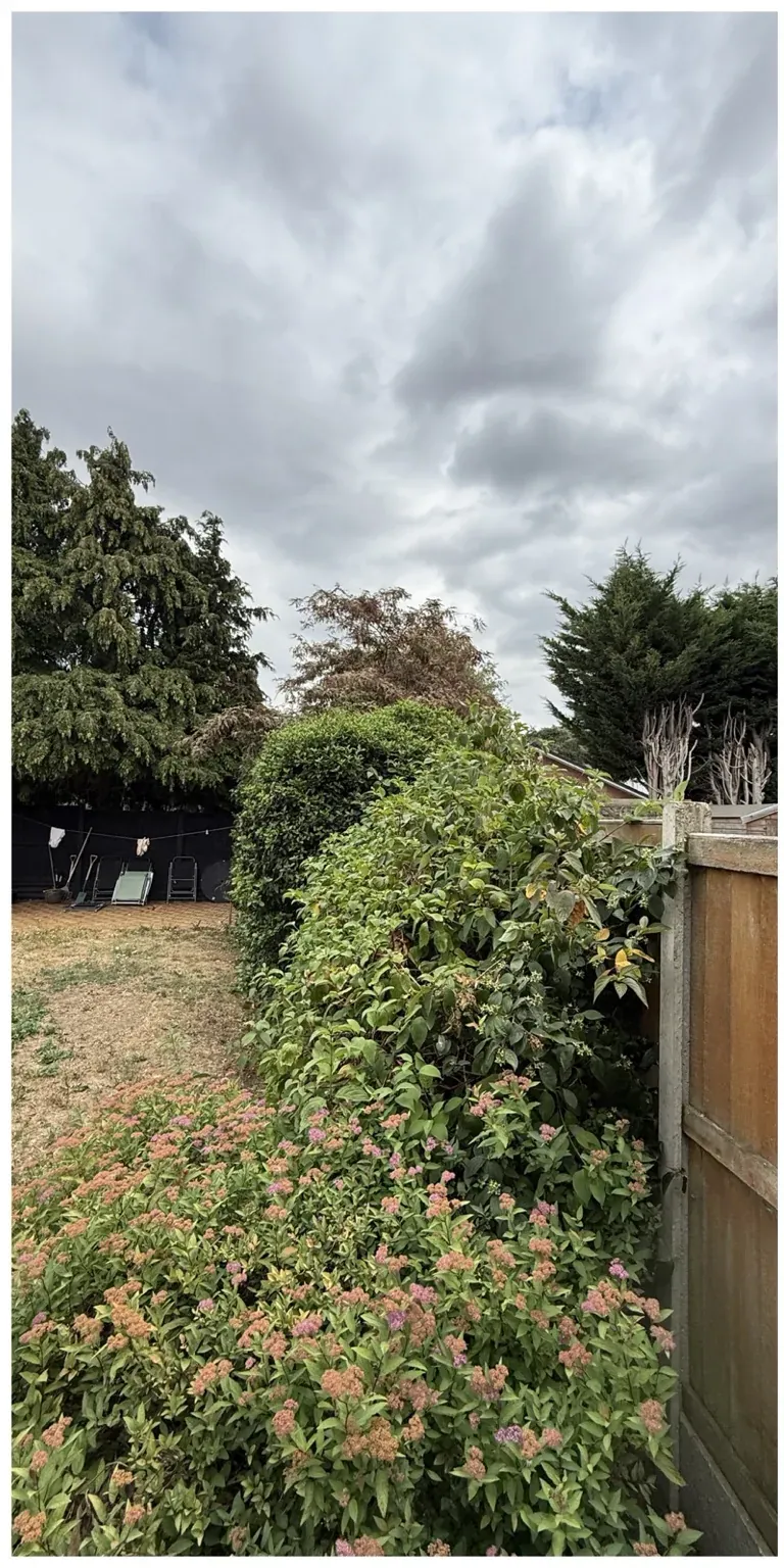 Garden shrubs before cutting back and tidying