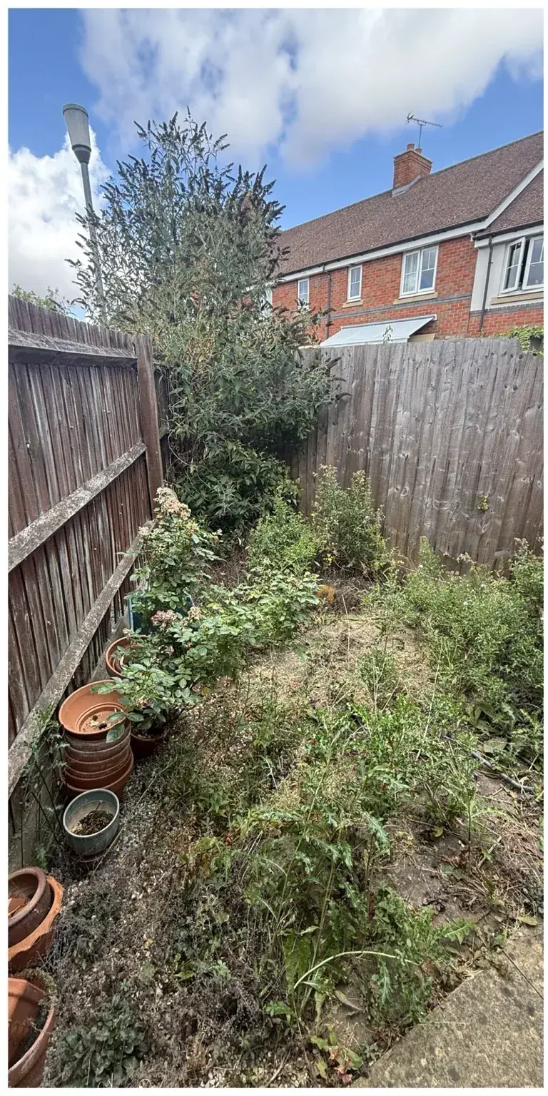 Narrow side garden before weed and plant clearance