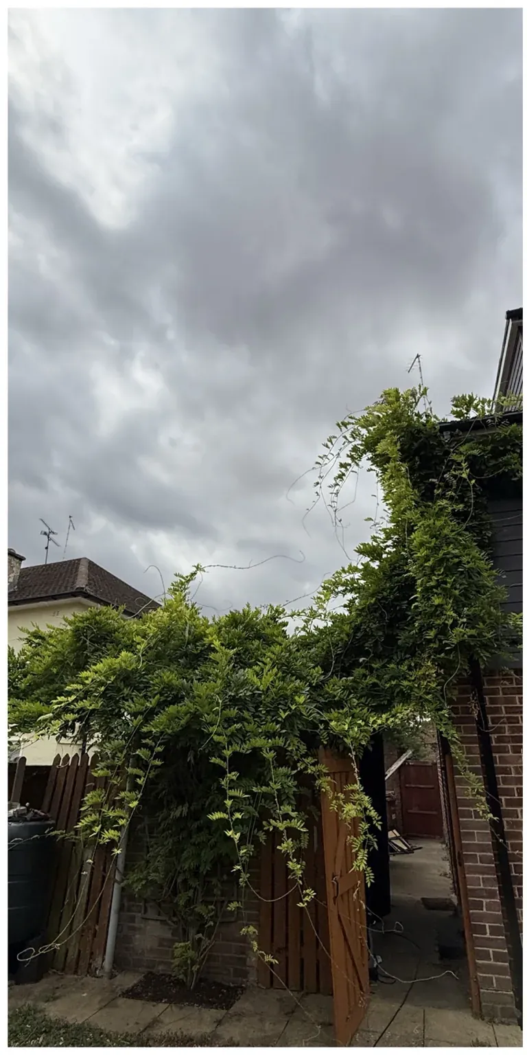 Garden entrance covered by climbing overgrowth before cut-back