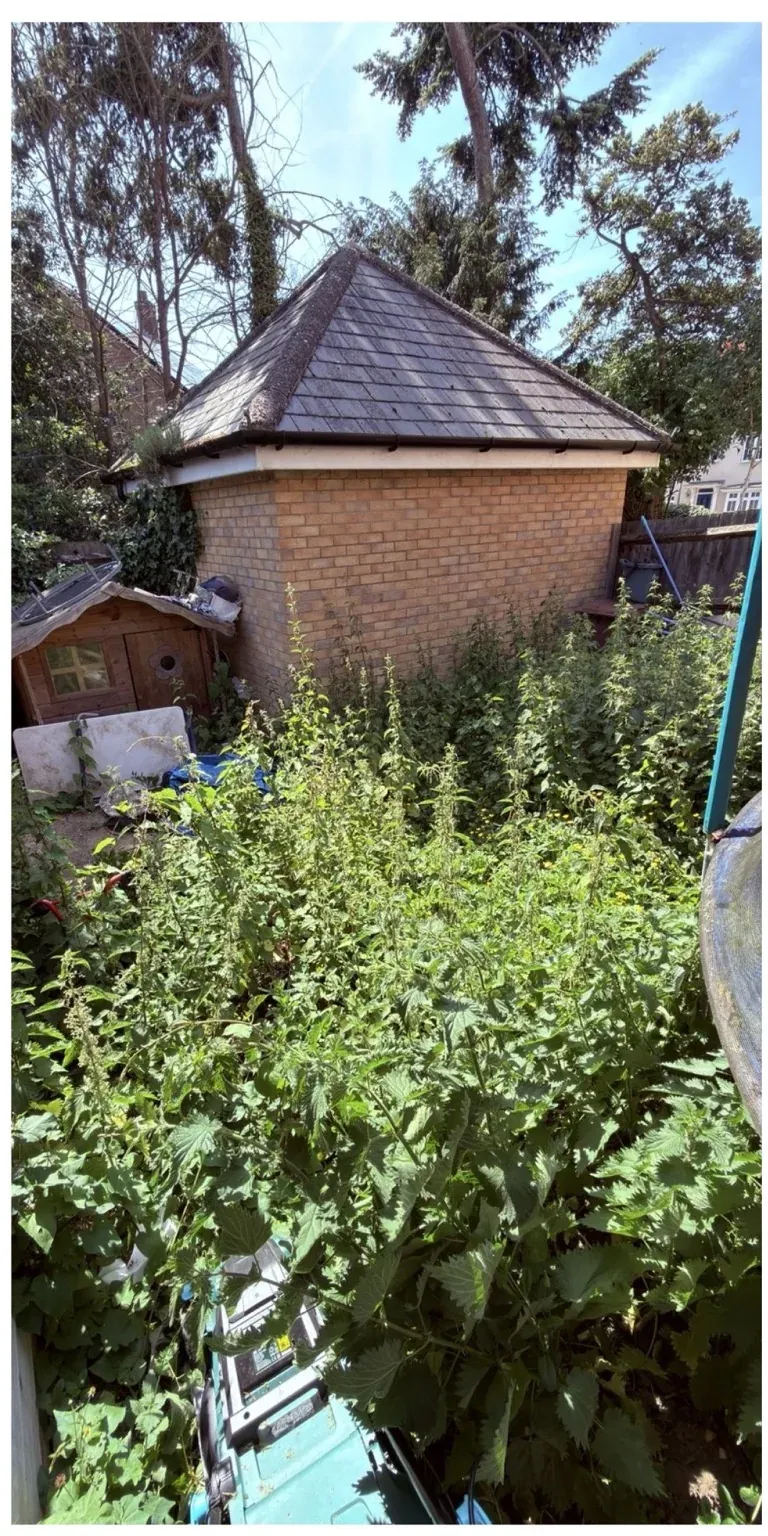 Garden area heavily covered in tall weeds before clearance